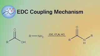 EDC Coupling Mechanism  Organic Chemistry [upl. by Lyris402]