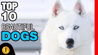 TOP 10 BEAUTIFUL DOG BREEDS [upl. by Glen]