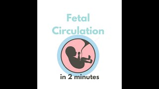 Fetal circulation in 2 mins [upl. by Donnell]