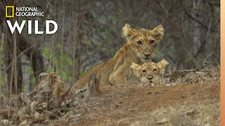 Asiatic Lions in Peril  Nat Geo Wild [upl. by Hsak]