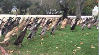 Indian Running Ducks  amazing scenes from a wine farm in South Africa [upl. by Nivrag]