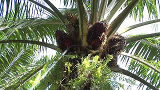 Malaysian Palm Oil  From Tree to Table Part 1 [upl. by Lind]