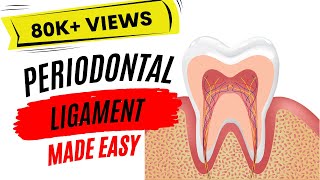 Periodontal ligament [upl. by Htebyram]