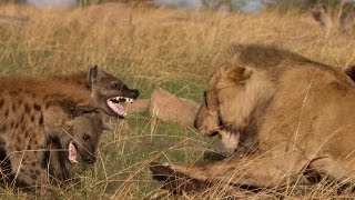 Lion vs Hyenas Original uncut epic battle [upl. by Renny]