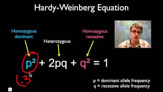 Solving Hardy Weinberg Problems [upl. by Yxor922]