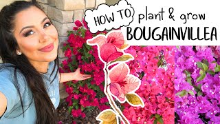 How to Plant amp Grow Bougainvilleas EASY Blooming amp Gardening Tips [upl. by Namqul693]