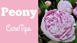 Easy Peony Care Tips [upl. by Renba453]