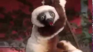 Zoboomafoo Tries To Get in The Water [upl. by Adele]