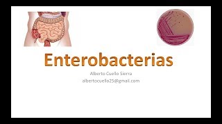 Microbiologia Enterobacterias [upl. by Absa]