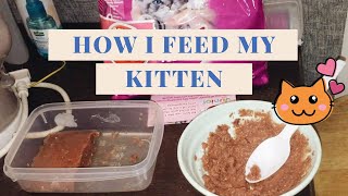 HOW I FEED MY KITTEN  Whiskas Junior [upl. by Bedwell]