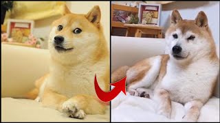 Meme Doge Is Getting Older  Kabosu The Doge [upl. by Anirual]