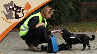 Mantrailing  Personensuche für Spürnasen [upl. by Stoeber]