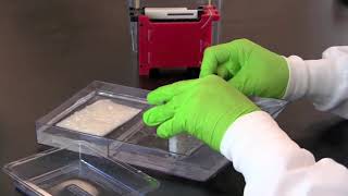 How to Perform a Western Blot [upl. by Oniotna287]