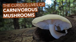 The Curious Lives Of Carnivorous Mushrooms [upl. by Akemak]