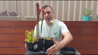 Carnivorous Plants Care  Water Tray Tips [upl. by Alleoj]