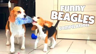 THE ULTIMATE FUNNY BEAGLE COMPILATION  Louie and Marie The Beagles [upl. by Cirle]