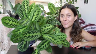 How To Make a Prayer Plant Houseplant More Full  Maranta Plant Propagation [upl. by Sheba]