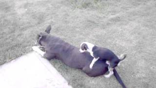 Chihuahua VS Pit bull3gp [upl. by Hibbert280]