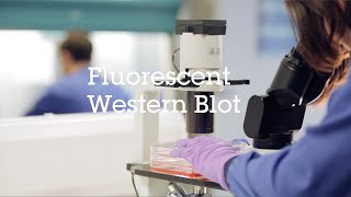 Fluorescent Western Blot video protocol [upl. by Ahsemik]