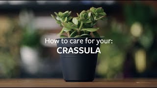 How to care for your Crassula  Grow at Home  RHS [upl. by Settle]