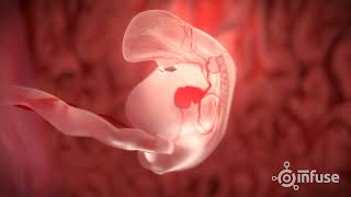 Fetal Development 3D Animation  Infuse Medical [upl. by Atinahc]