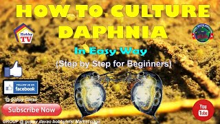 HOW TO CULTURE DAPHNIA In Easy Way [upl. by Alra]