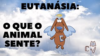 Eutanásia O Que o Animal Sente [upl. by Fablan]