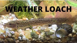 Weather Loach aka Dojo Loach [upl. by Alim76]