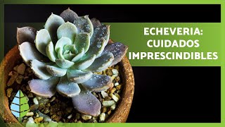 Cómo cultivar ECHEVERIAS 👩🏻‍🌾☀️ ¡Riego trasplante reproducción y MÁS [upl. by Yeliw]