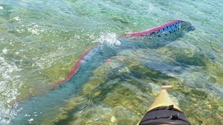 GIANT OARFISH FILMED IN MEXICO [upl. by Pietrek888]