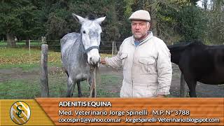 Dr Spinelli  Adenitis Equina [upl. by Amalle]