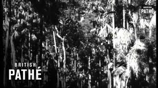 Mackay Queensland  Australia 1946 [upl. by Asirac]