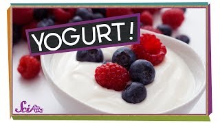 Where Does Yogurt Come From [upl. by Eronaele]