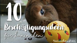 10 BESCHÄFTIGUNGEN für Kaninchen  Kaninchenstar [upl. by Aridan]