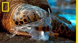 See How It Feels to Be an Ocean Animal Stuck in a Plastic Bag  National Geographic [upl. by Pallua]