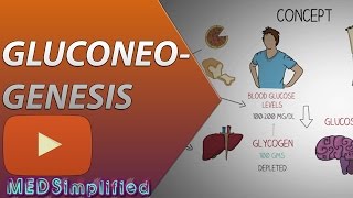 Gluconeogenesis Pathway Made Simple  BIOCHEMISTERY [upl. by Eirojam367]