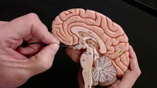 Brain Anatomy Review and Quiz [upl. by Katy173]