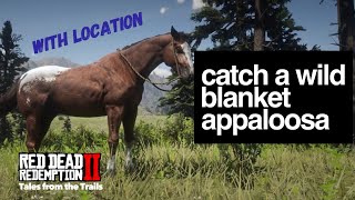 Catch a Wild Blanket Appaloosa Horse in Red Dead Redemption 2  Location [upl. by Nnaaras]