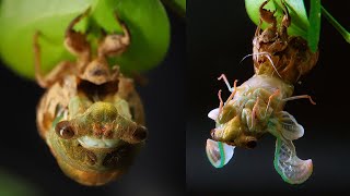 Cicada Molts in Epic Time Lapse [upl. by Wolsniw842]