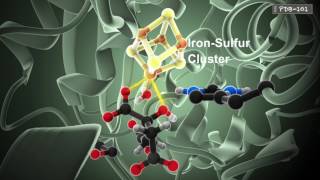 How Enzymes Work from PDB101 [upl. by Ibby918]