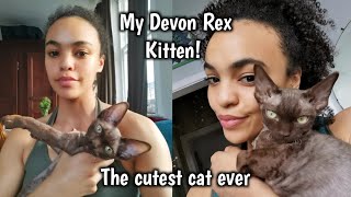 Introducing My New Kitten  Our Gorgeous Devon Rex [upl. by Ajnos]