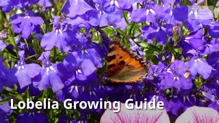 Lobelia Growing Guide Cardinal flower by GardenersHQ [upl. by Guinna]