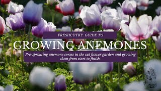 GROWING ANEMONES How to Grow Anemone Coronaria from Start to Finish  Cut Flower Farm  Gardening [upl. by Adorne]