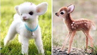 Top 10 Cute Animals In The World  Part2 [upl. by Katey]