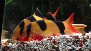 Clown loach eating snails [upl. by Lona794]