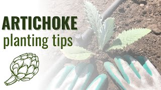 How to Plant Artichokes for Beginners Tips and Common Mistakes [upl. by Yduj]