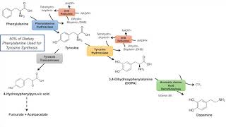 Catecholamine Biosynthesis Pathway [upl. by Nibor]