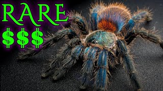 Top 10 Most Expensive and RARE Tarantulas  Fancy Spiders [upl. by Niobe]