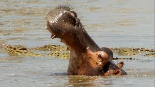 Hippo Fights Crocodiles Off Dead Companion  BBC Earth [upl. by Notnert845]