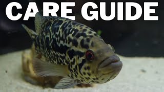 My Most Aggressive Fish  Jaguar Cichlid Care  Parachromis Managuensis [upl. by Hulda]